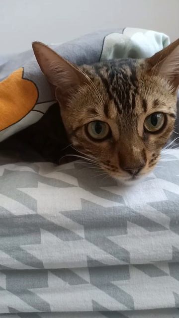 Бусинка ❤️#моя кошка#ей 7месяцев!#^_^  ( ˘ ³˘)♥