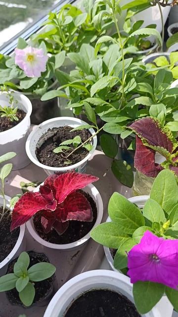 Петуния и бальзамины🌸