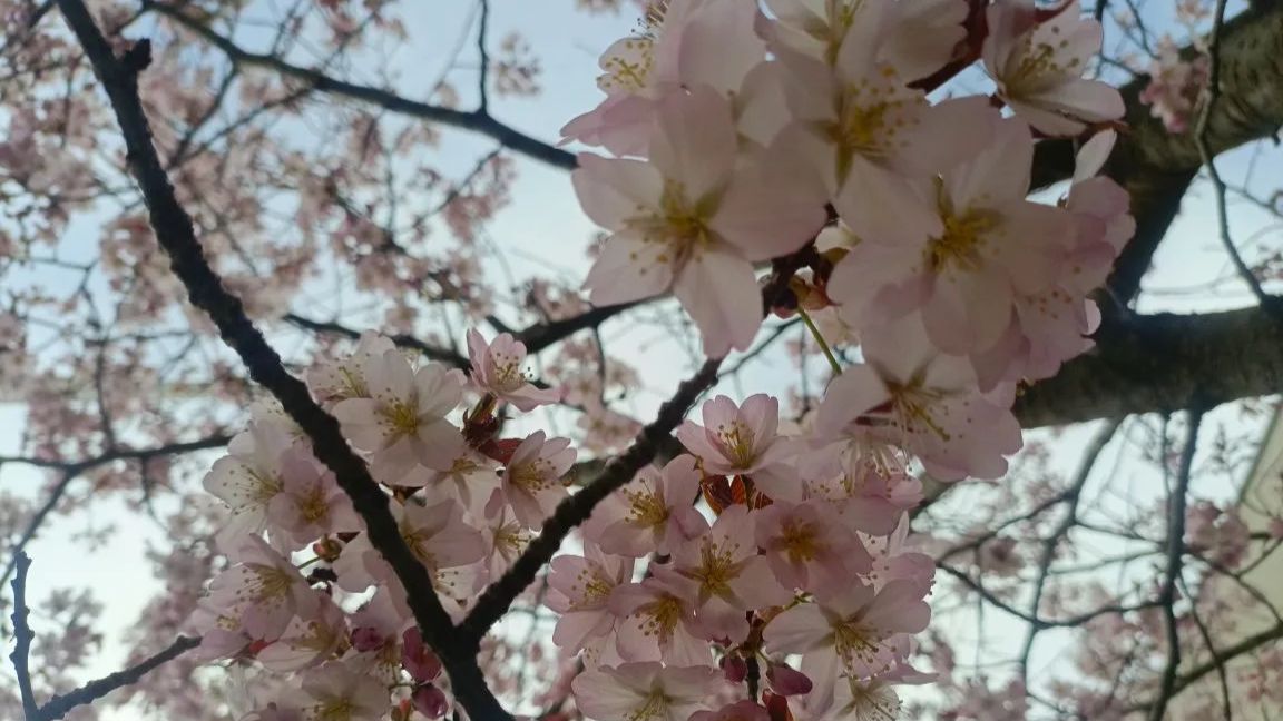 Цветущая Сакура Москва МГУ.