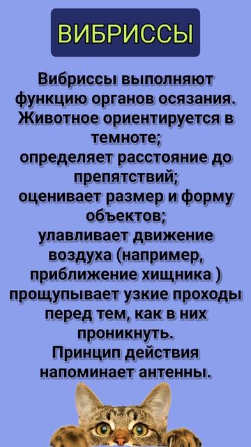 ШКОЛА ЮНЫХ ВЕТЕРИНАРОВ
Узнаём новое, повторяем пройденное.