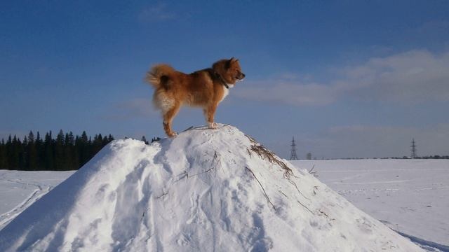 П. Коэльо. Об отваге. Притча 82. Книга Воина Света