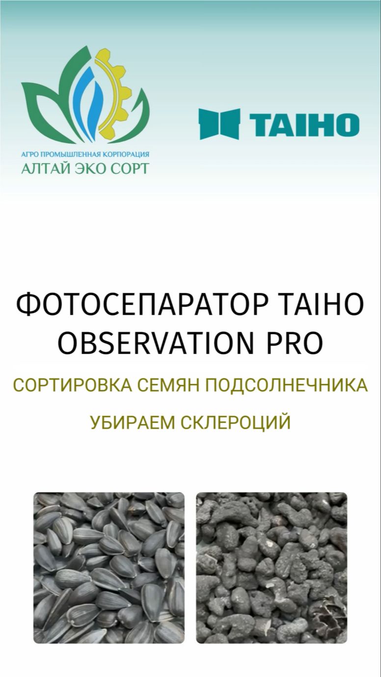 Сортировка подсолнечника от склероций на фотосепараторе TAIHO
