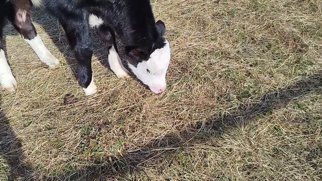 6 ДЕНЬ ВЫРАЩИВАНИЯ БЫЧКА