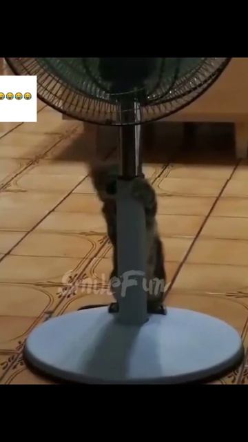 Смешные коты #смех #ржака #коты