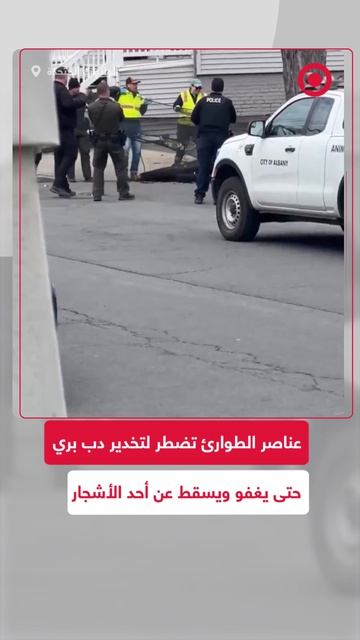 دب بري في نيويورك بالولايات المتحدة