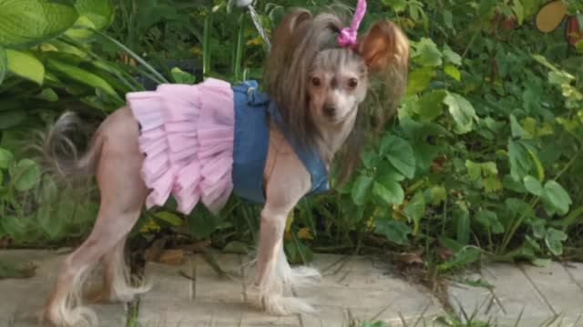 Летнее нарядное платье для маленькой собаки в ассортименте размер XS(1-1.5кг)-XXL(5-7кг) АлиЭкспресс