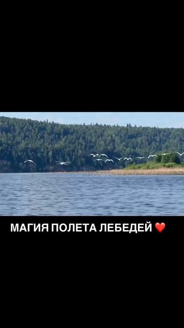 Магия полёта лебедей.