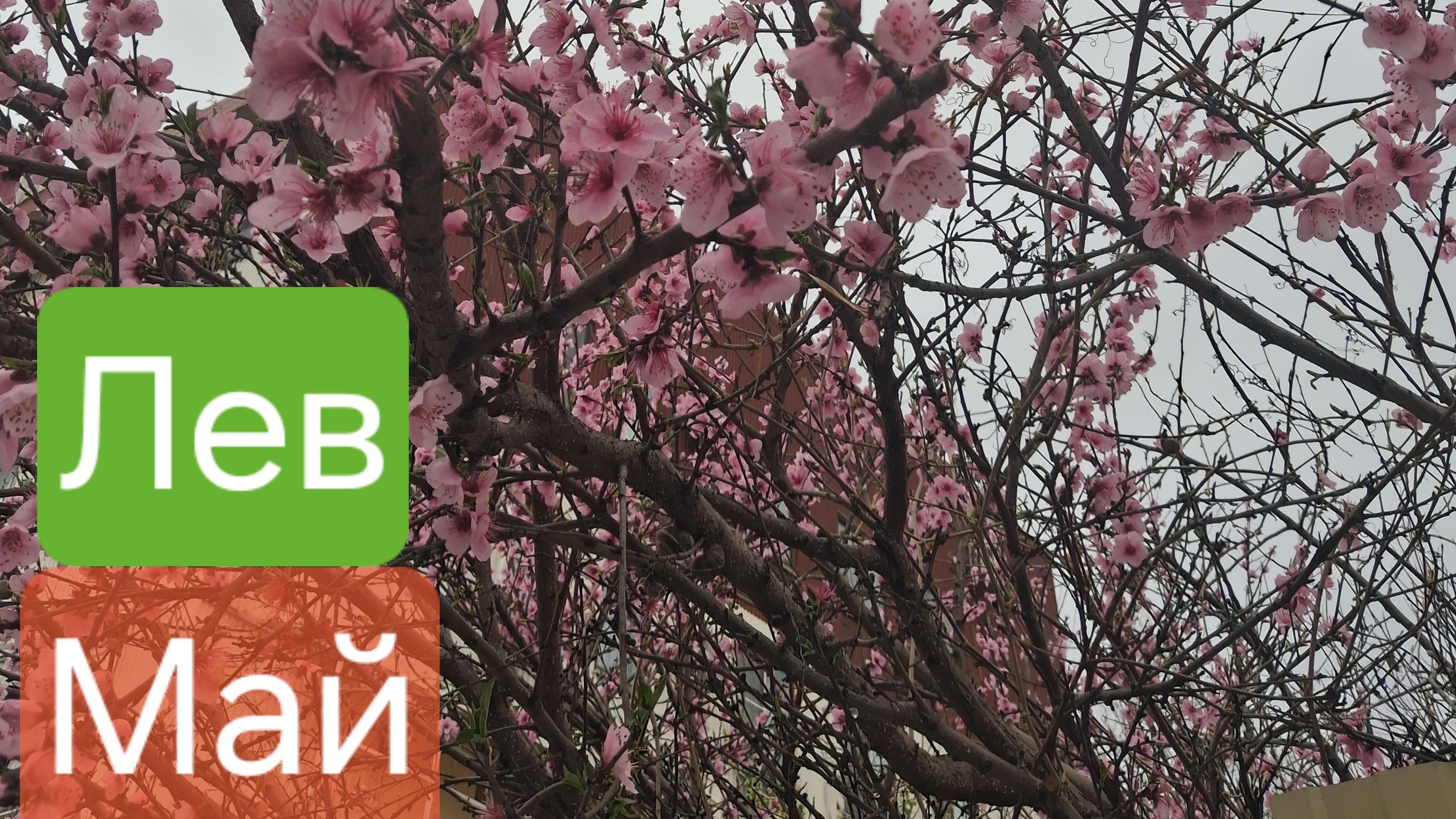 Лев♌️ Прогноз на Май 2026