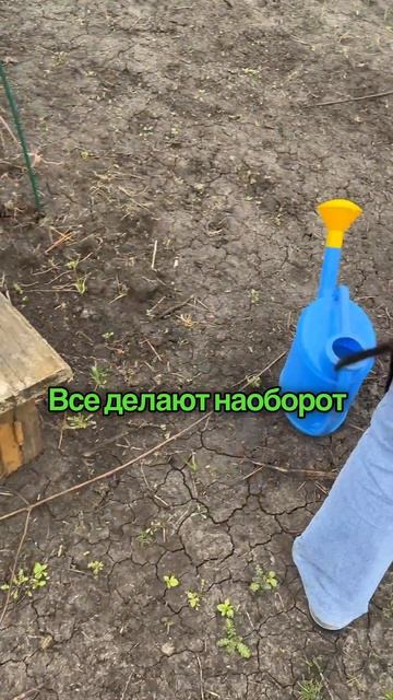 Зачем бабушки заливали лунки водой до посадки, а не после