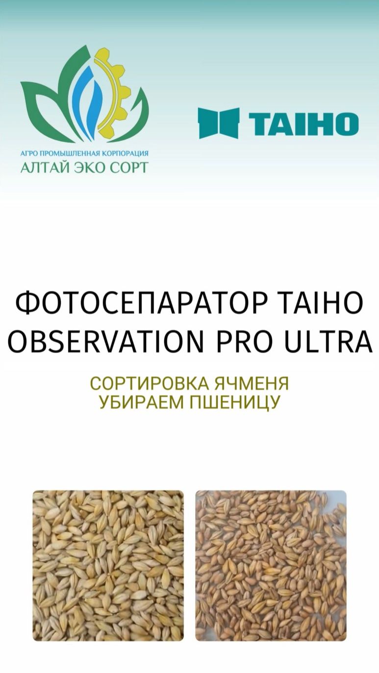 Сортировка ячменя на фотосепараторе TAIHO с искусственным интеллектом