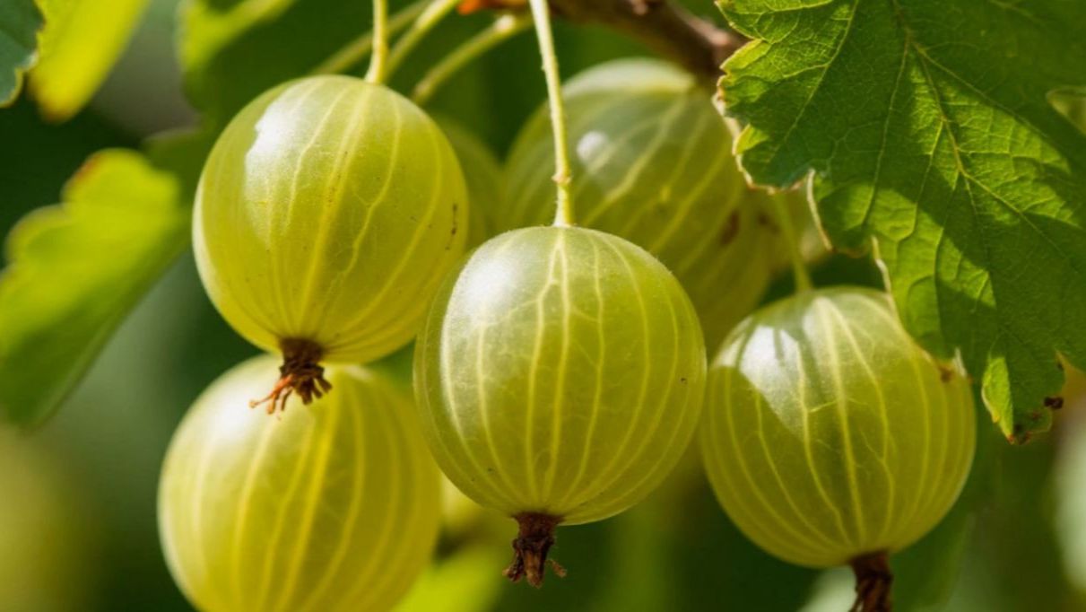 Крыжовник зацвел: 3 обязательные процедуры для богатого урожая