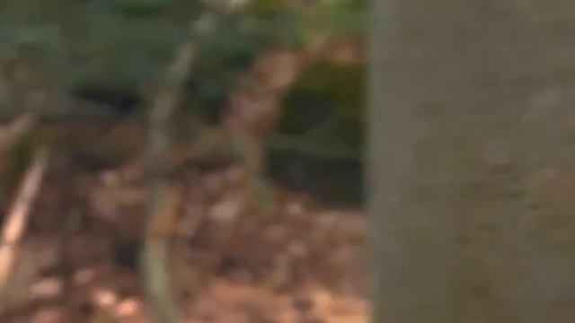 Видео от Походы Выживание Бушкрафт