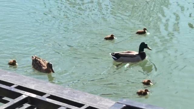 Утята. Видео Л.П. Юрчишко