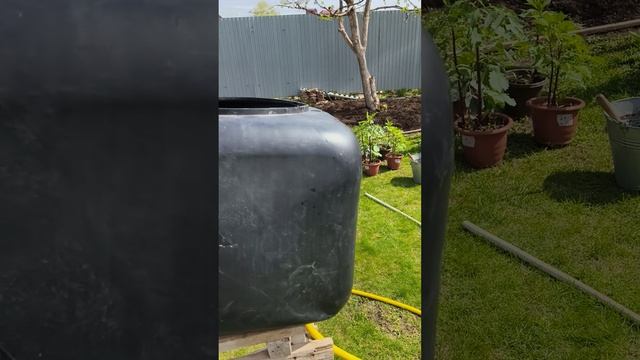 георгины сажаем в грунт 22 апреля #теплица #дача #садоводничество #огород #уходзатеплицей