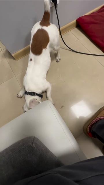 DEMONIKA | из жизни Абхазии