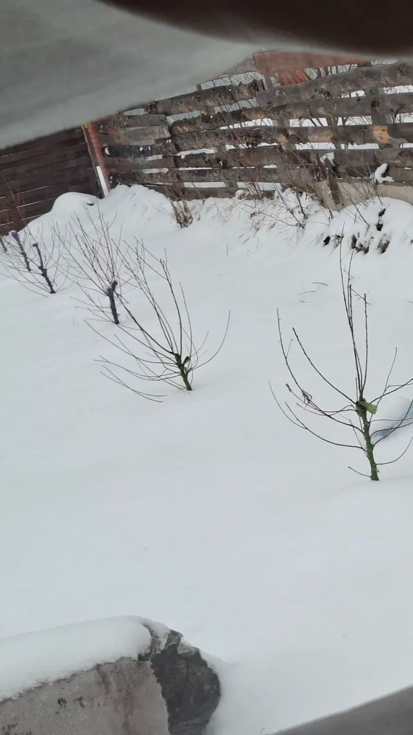 Косточки персика.