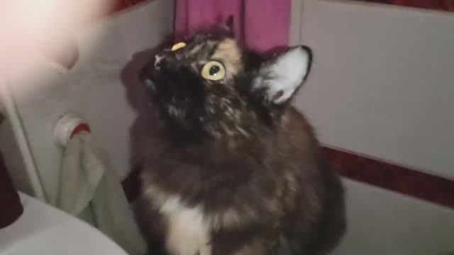 МОИ КОШЕЧКИ ПРИШЛИ ПОПИТЬ ИЗ КРАНА - НЕУДАЧНО!