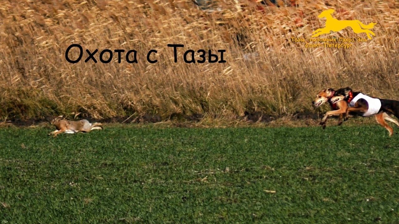 Охота с Тазы. Сезон 2022. Сэхра Эль