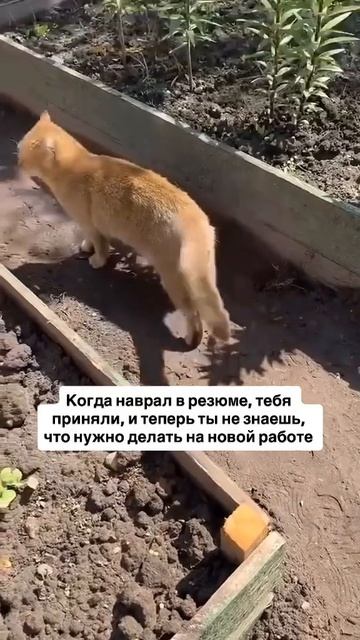 video_2026-02-22_18-09-33