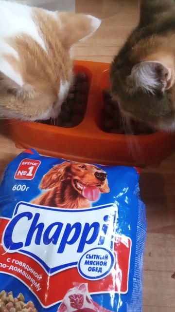 Чаппи и голодные коты