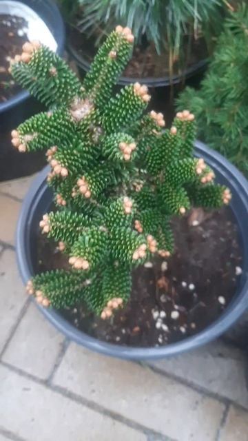 ❤🌲Пихта корейская Альпин Стар
✔Продажа растений в макс и телеграм канале: https://t.me/love_is_hvoin