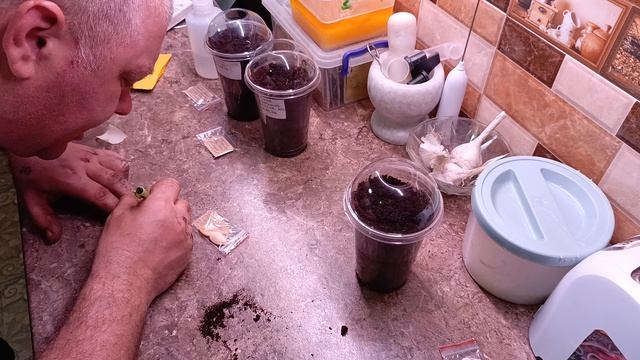 Посеял гигантские овощи, тыква 🎃, огурец 🥒, кабачок 🥜21.04.26