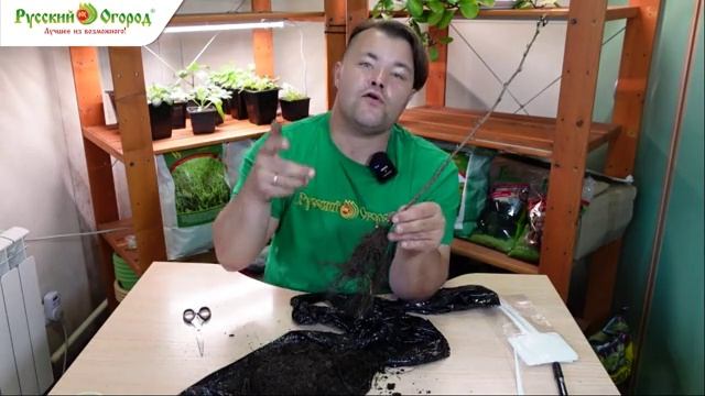 Что делать с саженцами после получения посылки?