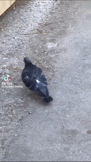 Голубь 🕊️🕊️🕊️