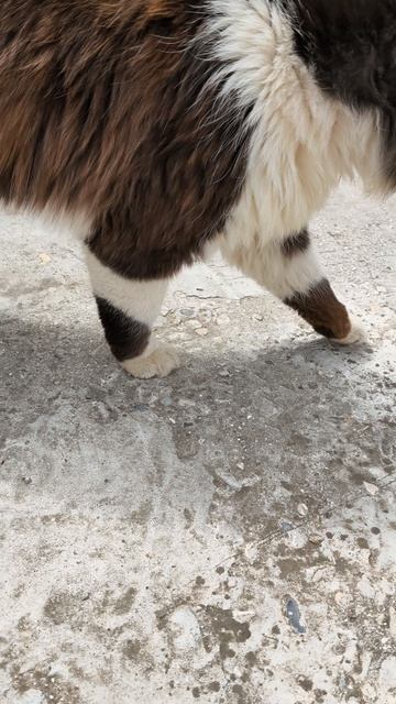 #11 кот отец ругается где мои дети? #кот #влог #котята #смешные #рилсы