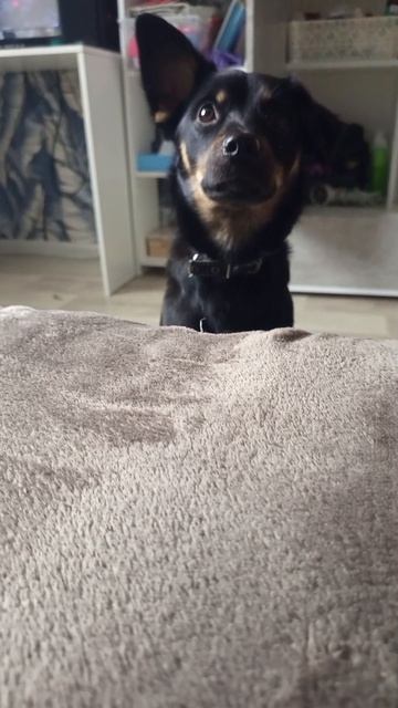 Альфа #мойпитомец #собачка #любимаясобачка #щенок #домашниеживотные #домашниепитомцы