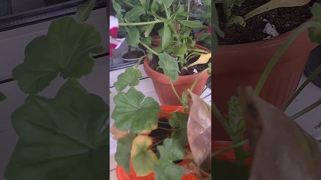 всяко ращно на даче и не только