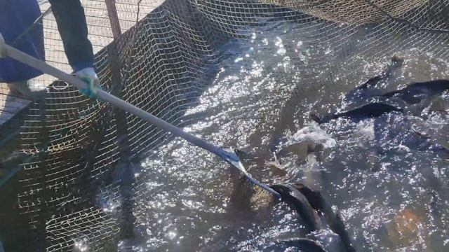 запуск форели