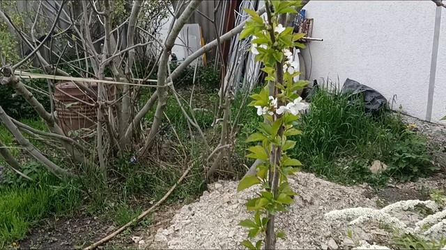 ИСТОРИЯ ОДНОГО ПЕРЕЕЗДА В НОВОРОССИЙСК/ВЕРНУТЬСЯ ОБРАТНО/САД НА ЮГЕ