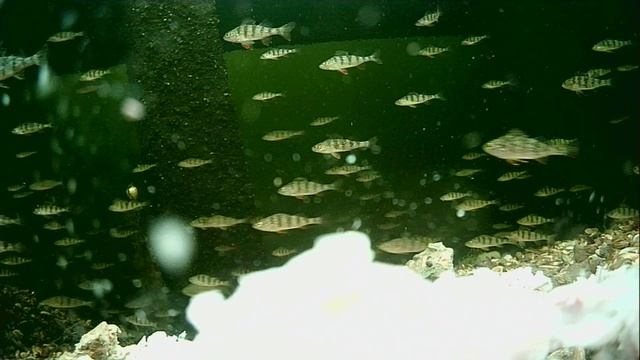 1000013431.mp4Волга гл.2м.22.04.2026г.