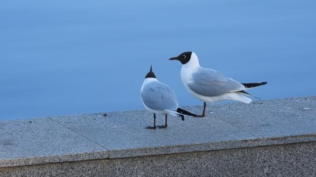 Птицы в Великом Новгороде, Озёрная Чайка, бёрдвотчинг 22 апреля 2026