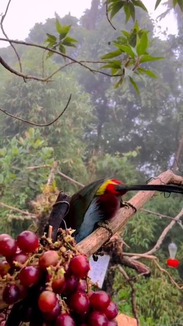 Серогрудый горный тукан, или Голубая андигена из колумбийских Анд
