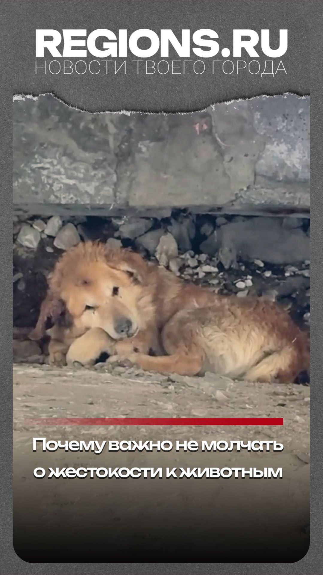 Почему важно не молчать о жестокости к животным