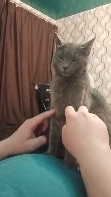 Обычная почесотка Лолки🐈⬛🐈🐈⬛