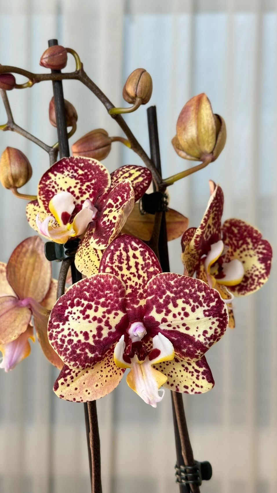 продаю эту красавицу🙌🏻