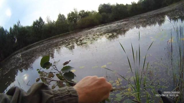 Первая утка Гайды