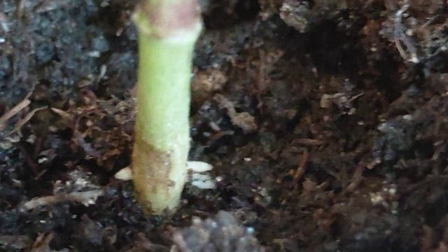 Перец: и все-таки он дает корни от ствола