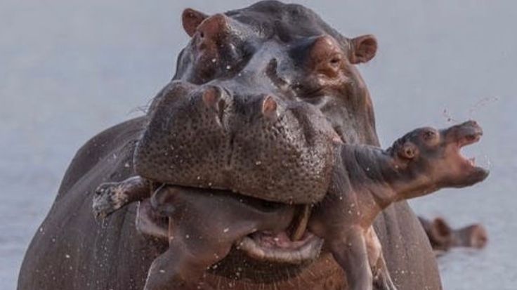 Пасть|Русский трейлер 2026