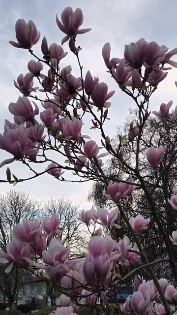 Цветение Магнолии в Севастополе 2026