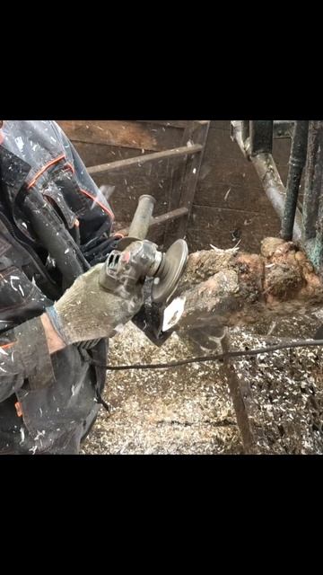 Песня про станки для обрезки копыт и коров, которым нужна обрезка копыт