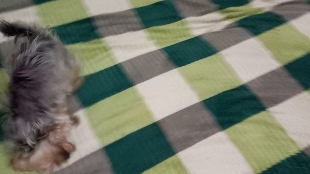 Фея очень ревнивая собачулька