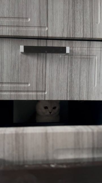 Прятки с котом. Кот спрятался.