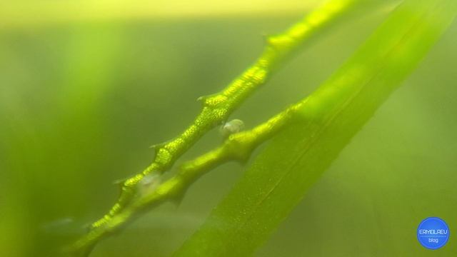 Остракоды в аквариуме. Микрообзор