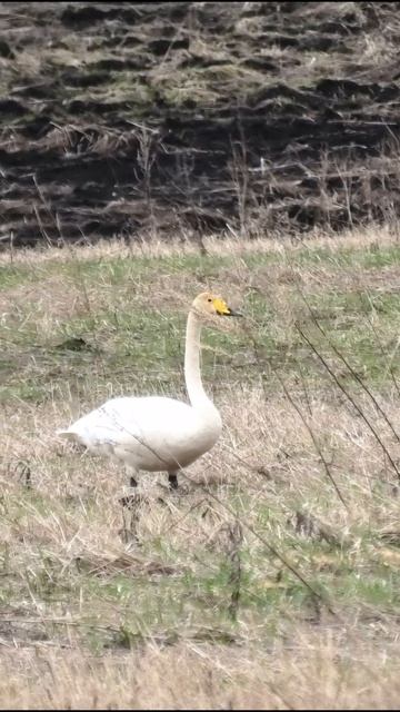 Лебедь кормится на поле
