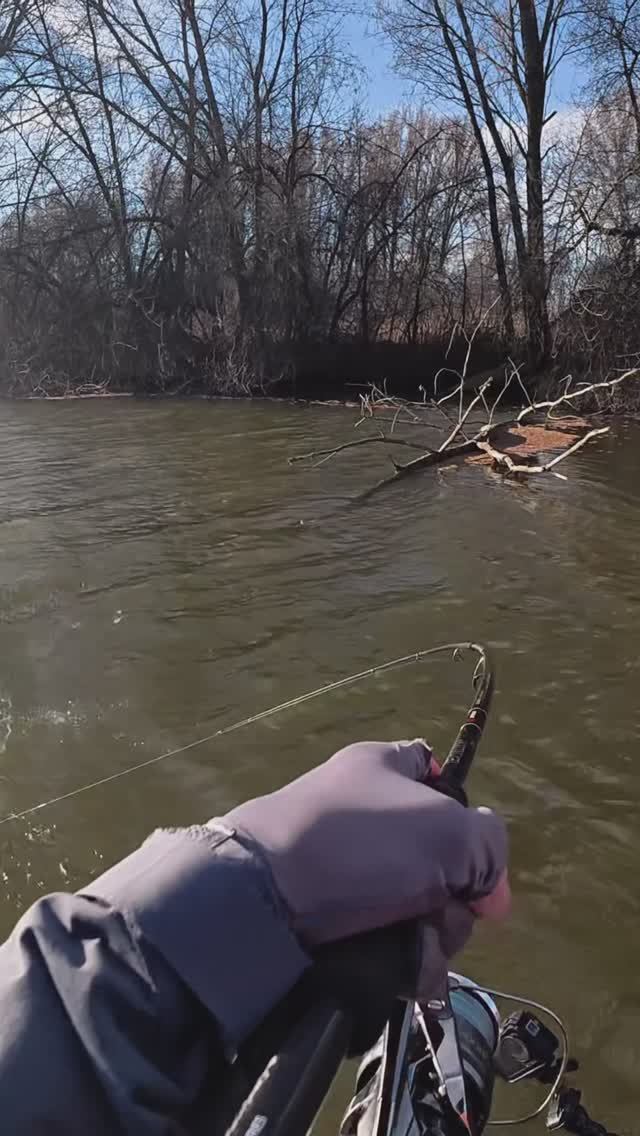 Ловля жереха в Астрахани!