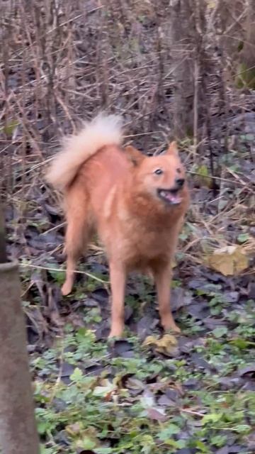 ФИНСКИЙ ШПИЦ реагирует на куницу FINNISH SPITZ reacts to the marten